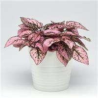 Splash Select™ Pink Hypoestes