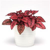 Splash Select™ Red Hypoestes