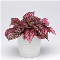 Splash Select™ Rose Hypoestes
