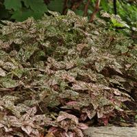 Splash Select™ Rose Hypoestes