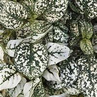 Splash Select™ White Hypoestes