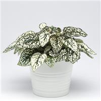 Splash Select™ White Hypoestes