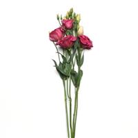 Can Can Carmine Rose Lisianthus