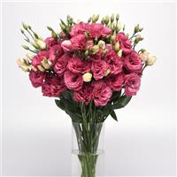 Can Can Carmine Rose Lisianthus