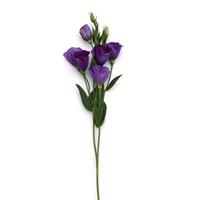 Can Can Purple Lisianthus