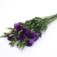 Can Can Purple Lisianthus