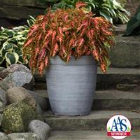 Coral Candy Coleus, Premium Sun