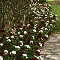 Dash™ Crimson Dianthus
