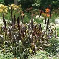 Jester Ornamental Millet