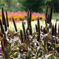 Jester Ornamental Millet