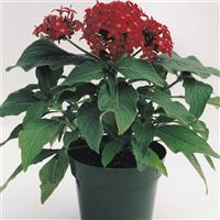 Butterfly™ Red Pentas