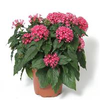 Butterfly™ Deep Pink Pentas