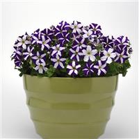 Madness<sup>®</sup> Blue Star Petunia