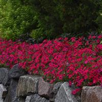 Tidal Wave<sup>®</sup> Cherry Spreading Petunia