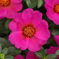 Toucan Fuchsia Purslane