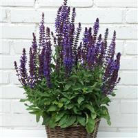 Salvia New Dimension™ Blue