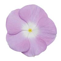Titan™ Lavender Blue Halo Vinca