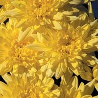 Sunny Time Pot Mum