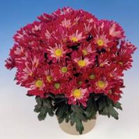 Abba Pot Mum