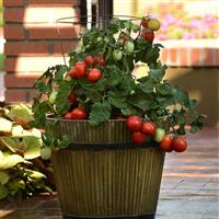 Little Napoli Tomato
