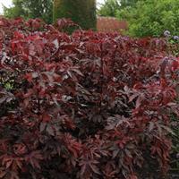 Mahogany Splendor Hibiscus