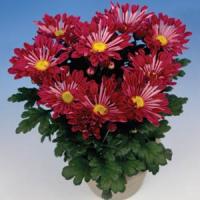 Steps Pot Mum