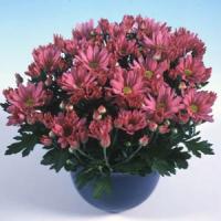 Mega Time Rose Pot Mum