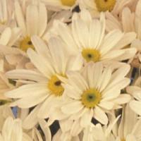 Mega Time White Pure Pot Mum