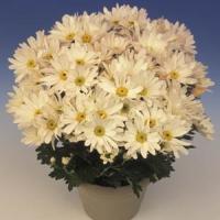 Mega Time White Pure Pot Mum