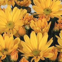 Mega Time Yellow Pot Mum