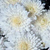 Ivory Time White Pot Mum