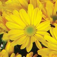 Omega Time Golden Pot Mum