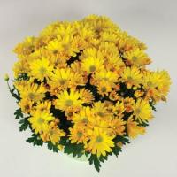 Omega Time Golden Pot Mum