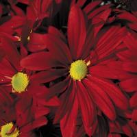 Vulcan Time Pot Mum