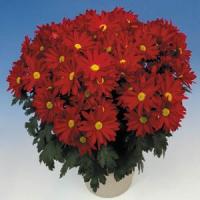 Vulcan Time Pot Mum