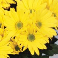 Virunga Yellow Pot Mum