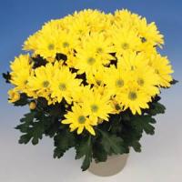 Virunga Yellow Pot Mum