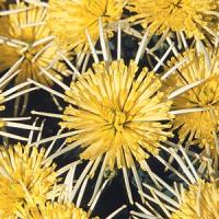 Vesuvio Yellow Pot Mum