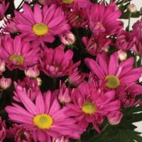 Omega Time Dark Pink Pot Mum