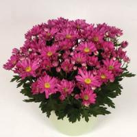 Omega Time Dark Pink Pot Mum