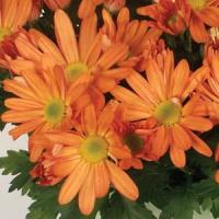 Omega Time Salmon Pot Mum