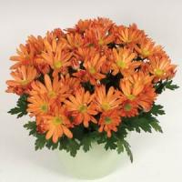 Omega Time Salmon Pot Mum