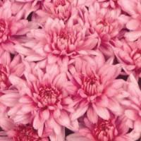 Padmos Time Pink Pot Mum