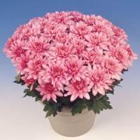Padmos Time Pink Pot Mum