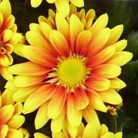 Radiant Time Pot Mum