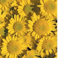 Spritza Time Yellow Pot Mum