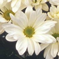 Bridal Time Pot Mum