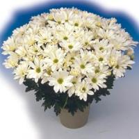 Bridal Time Pot Mum