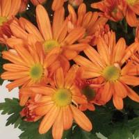 Omega Time Orange 2 Pot Mum
