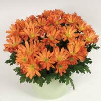 Omega Time Orange 2 Pot Mum